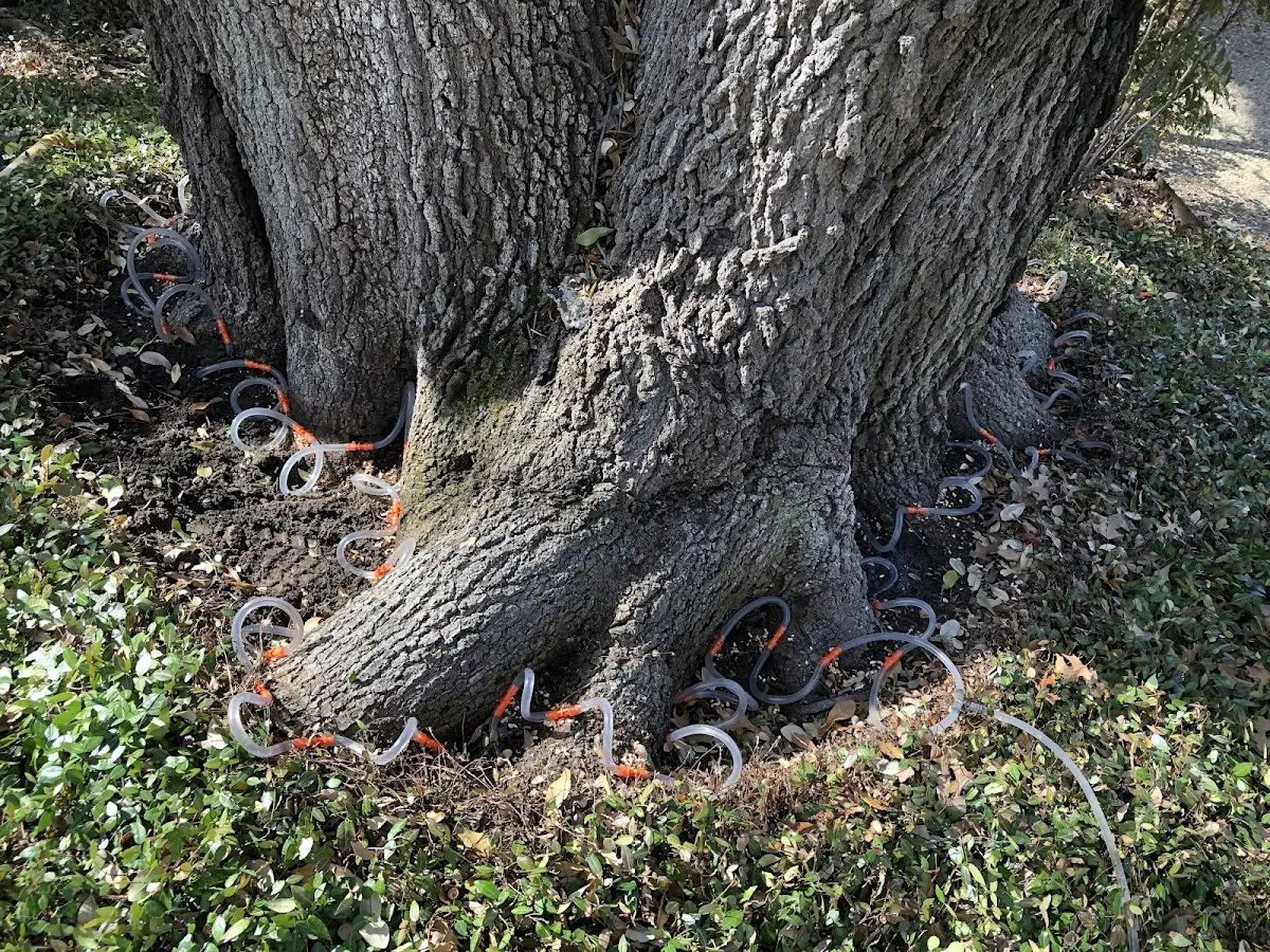 Detailed Tree Cabling and Bracing job site in Houlton