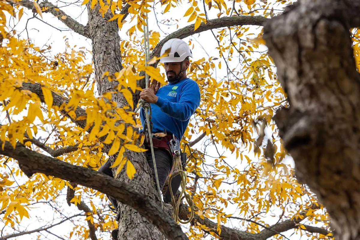 Skilled Tree Transplanting crew working in Houlton