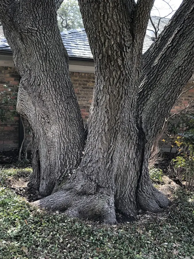 Mature heritage tree close to a Houlton property cared for by certified arborists